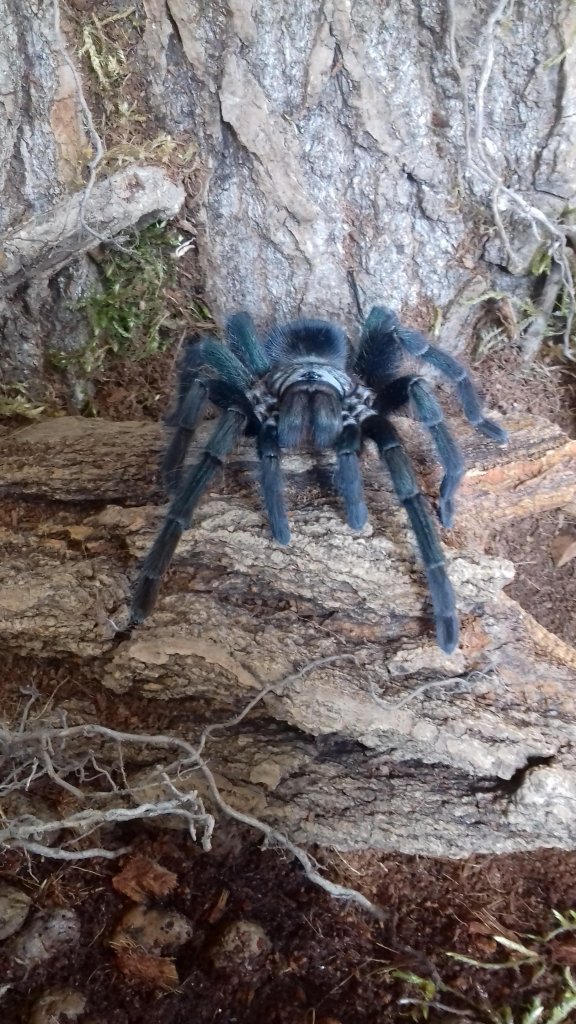 Phormictopus sp green