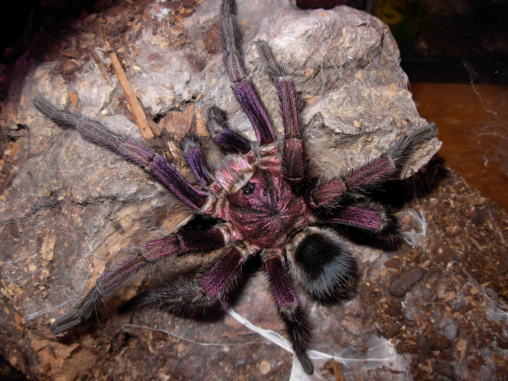 Phormictopus Sp. "purple"