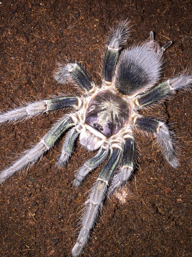 Phormictopus sp. "south Hispaniola"