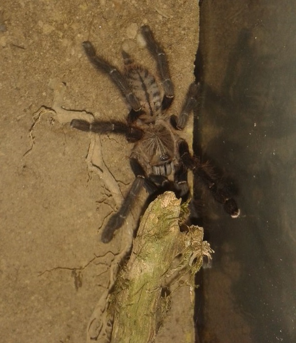 Phormingochilus carpenteri female ~13cm