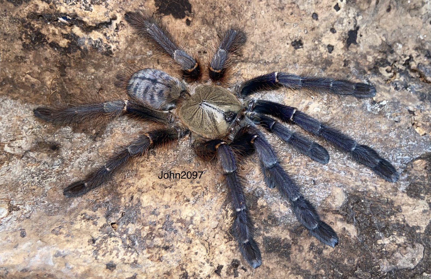 Phormingochilus everetti female