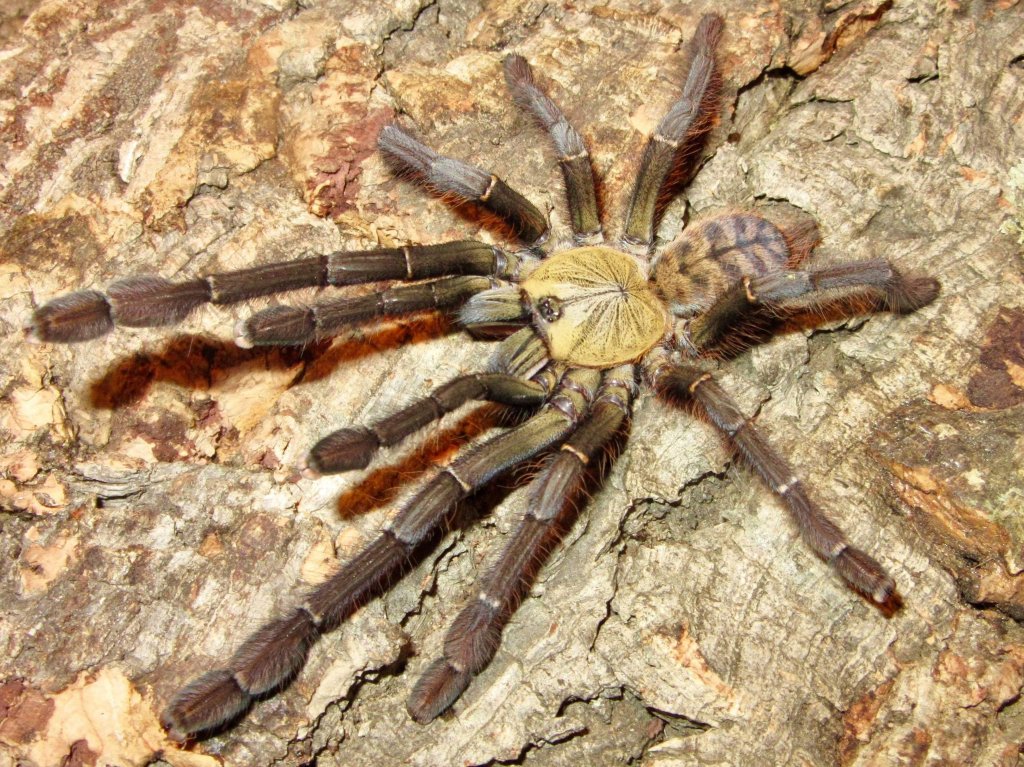 Phormingochilus sp. 'Ackaya'