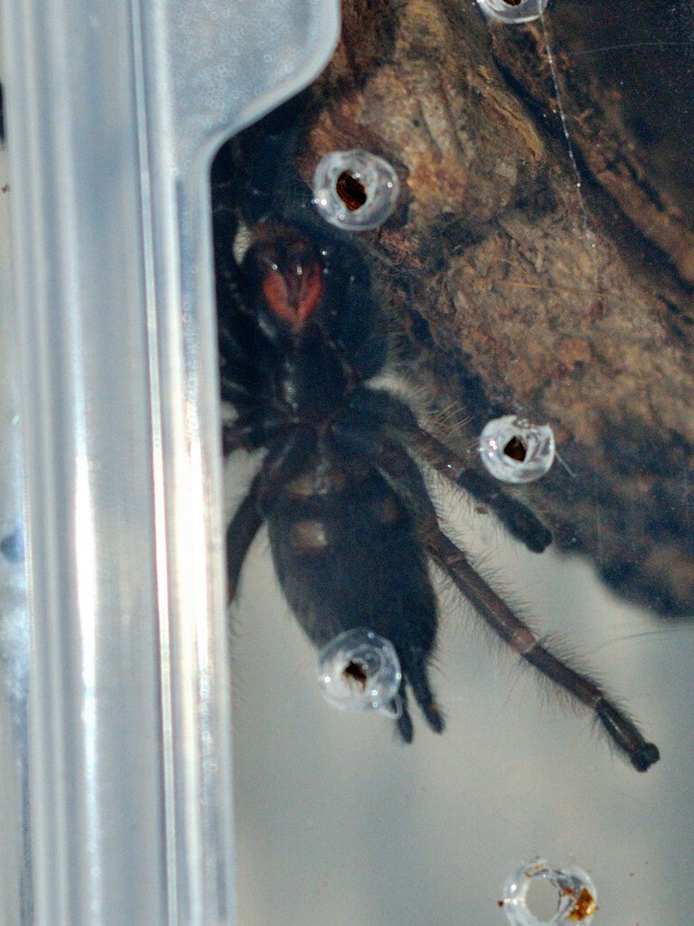Phormingochilus sp rufus around 1.5-2 inches