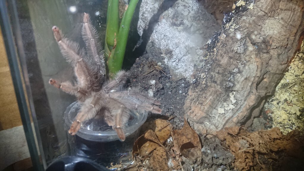 Phormingochilus sp. rufus MM drinking