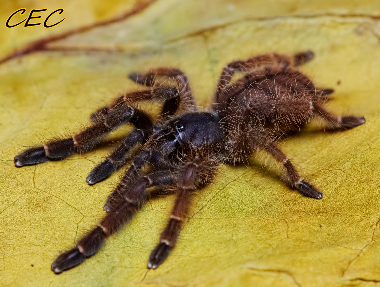 Phormingochilus sp. "rufus"