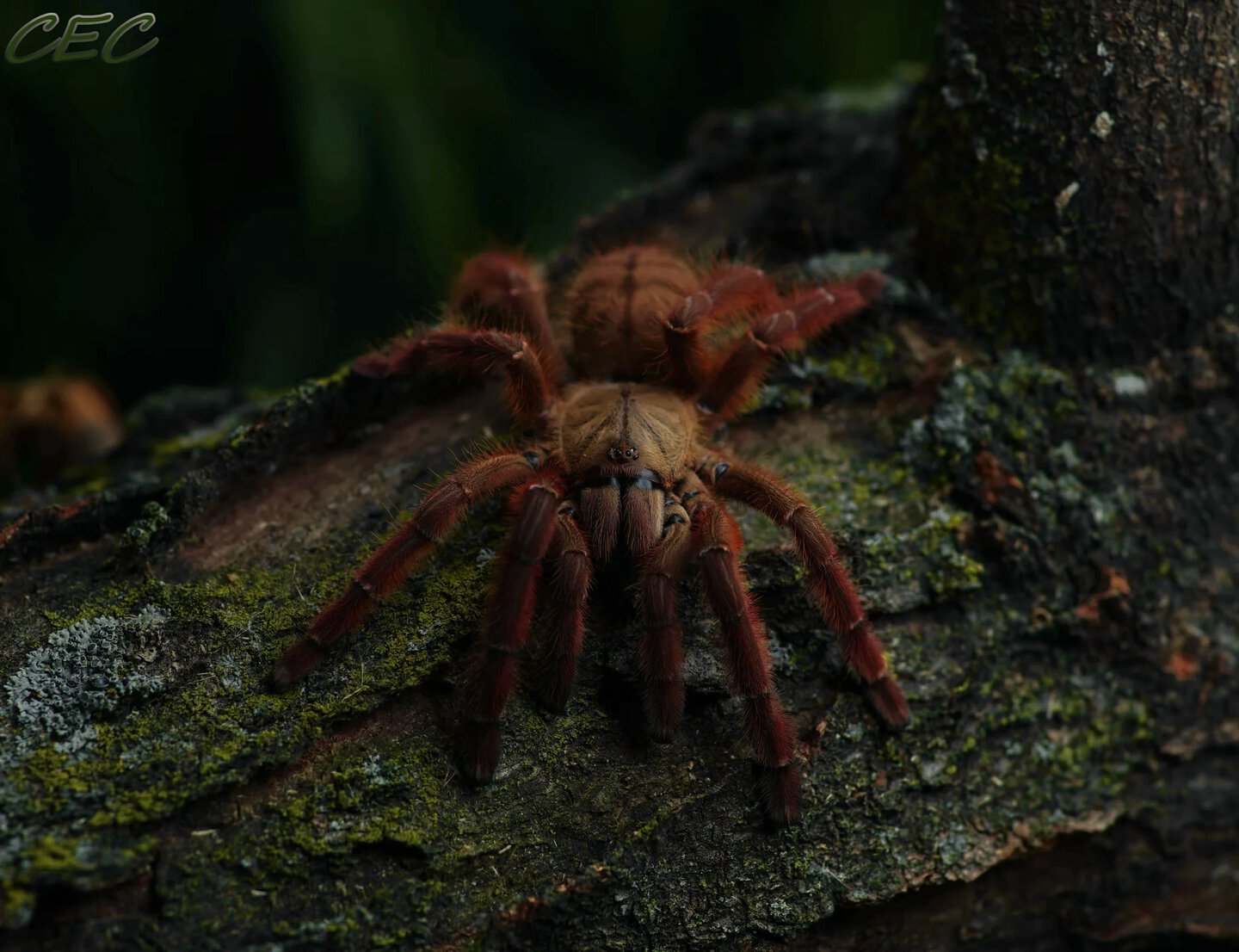 Phormingochilus sp. "rufus"