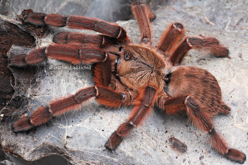 Phormingochilus sp. "Rufus".