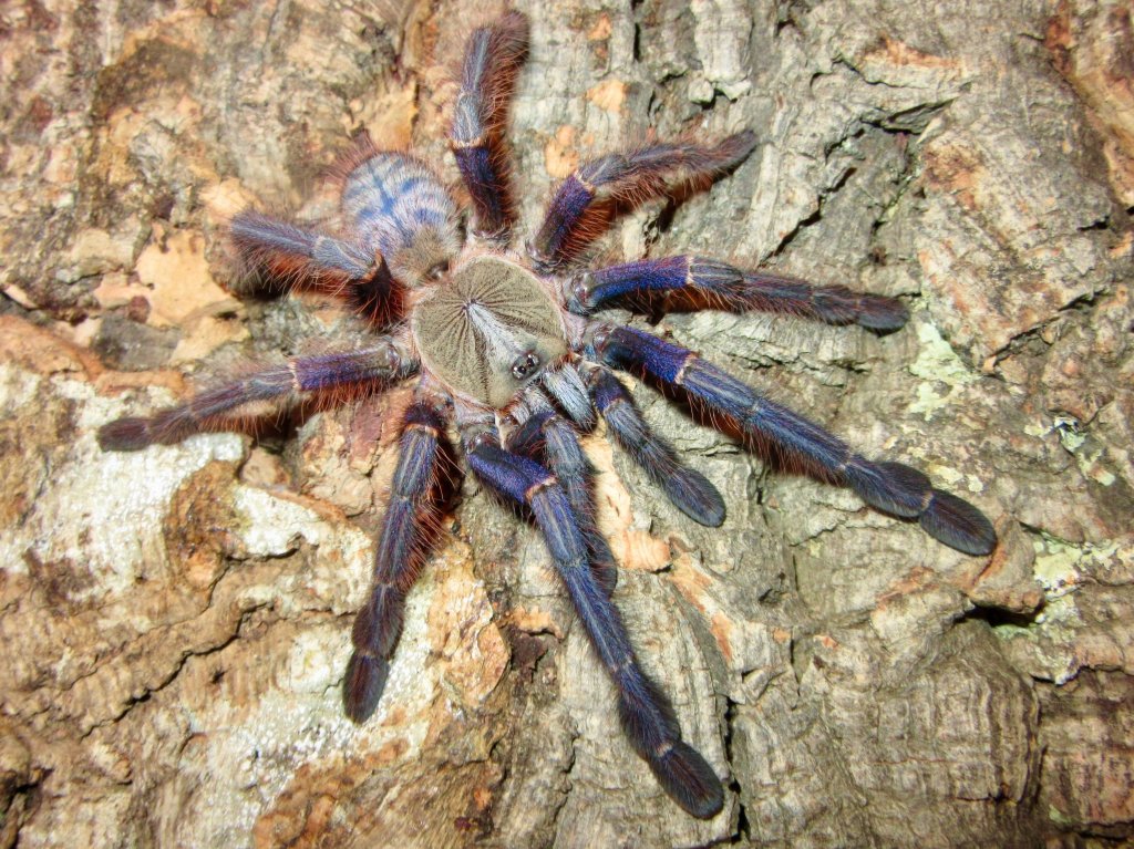 Phormingochilus sp. 'Sabah blue'