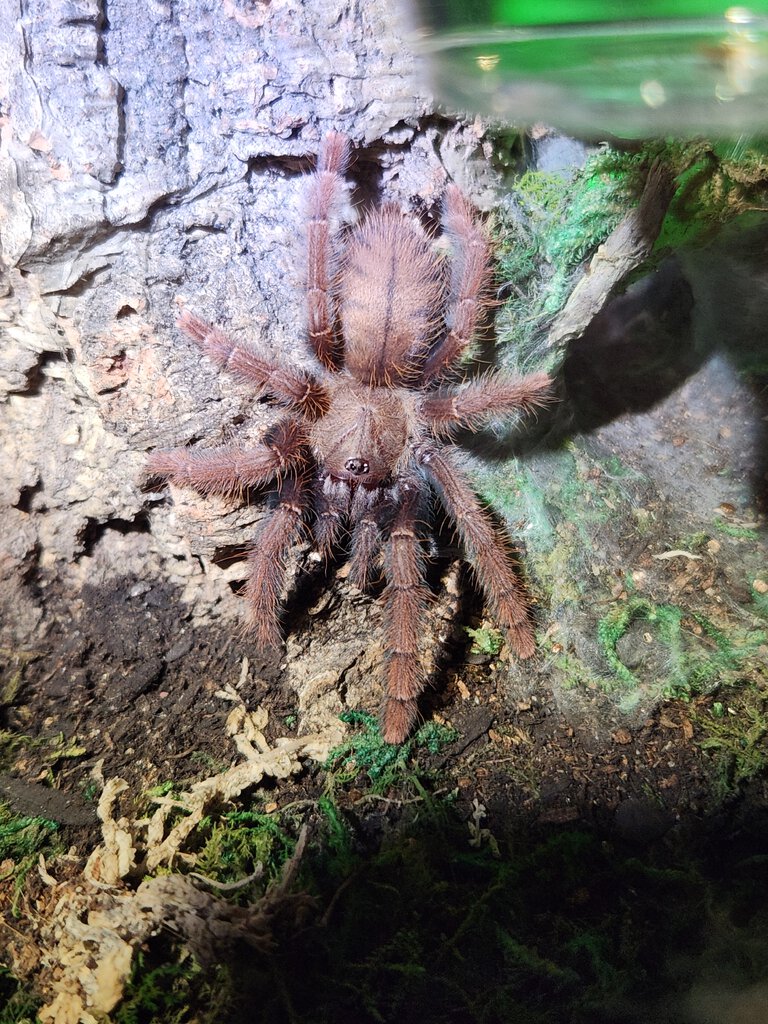 Phormingochilus sp sabah red