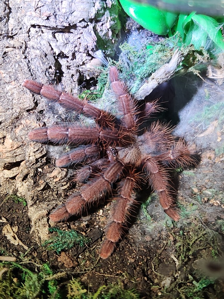 Phormingochilus sp Sabah Red