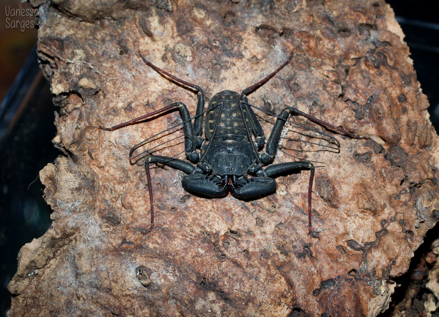 Phrynus marginemaculatus Dominican Repubulic