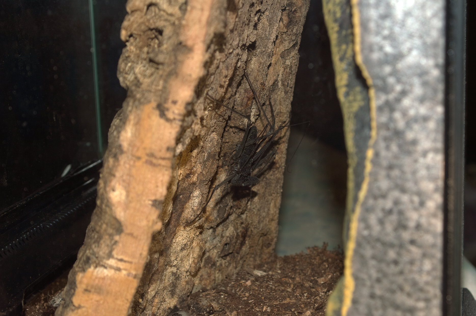 Phrynus sp. unknown