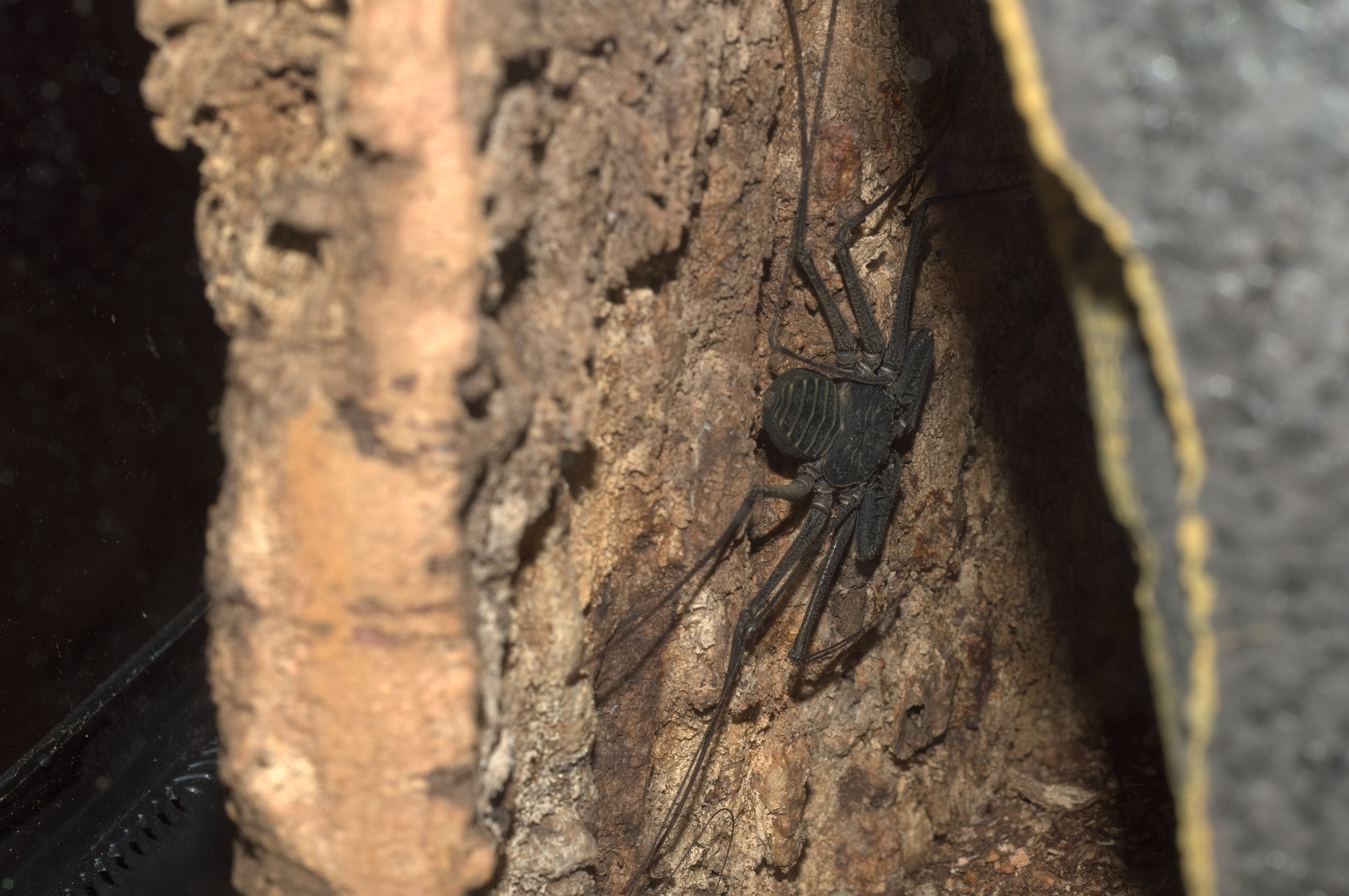 Phrynus sp. unknown2