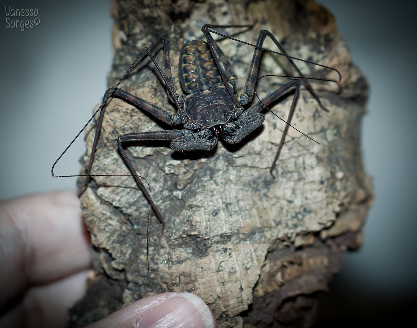 Phrynus whitei Freshly Moulted