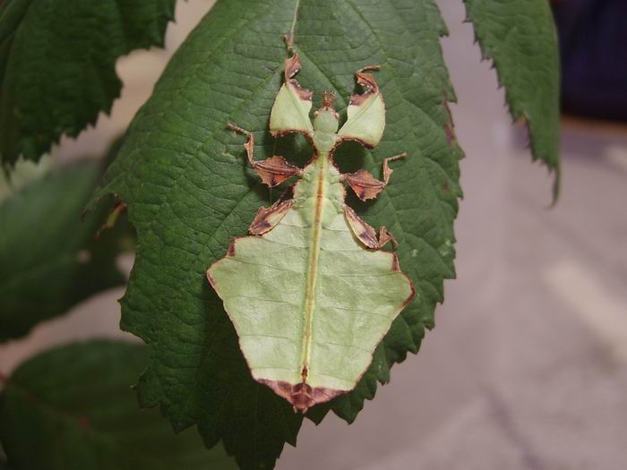 Phyllium giganteum