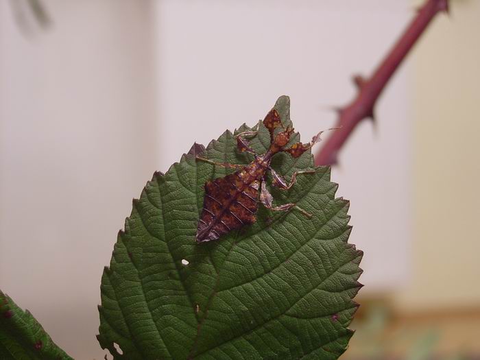 Phyllium giganteum