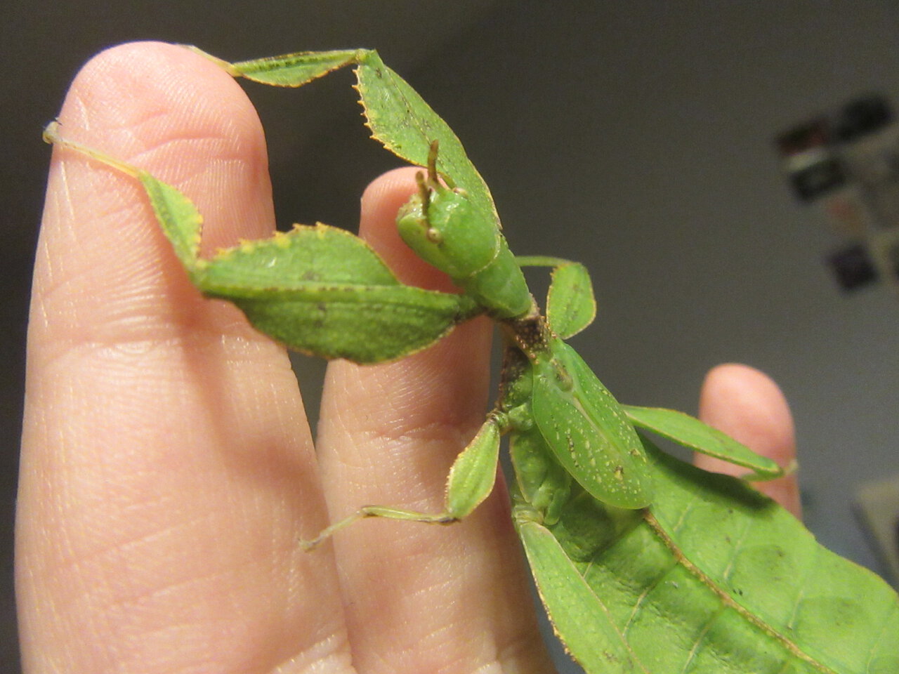 Phyllium phillipinicum