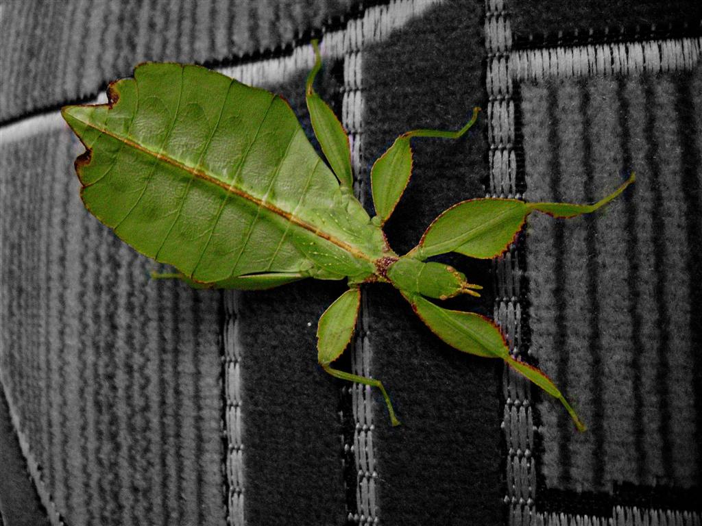 Phyllium Sp. Philippines