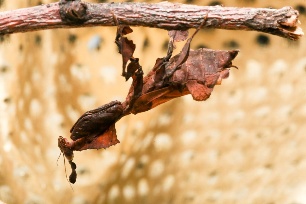 Phyllocrania paradoxa, Ghost Mantis (female)
