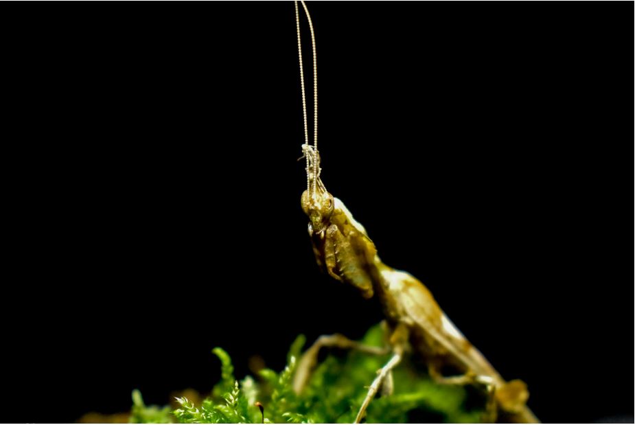 Phyllocrania paradoxa, mature male