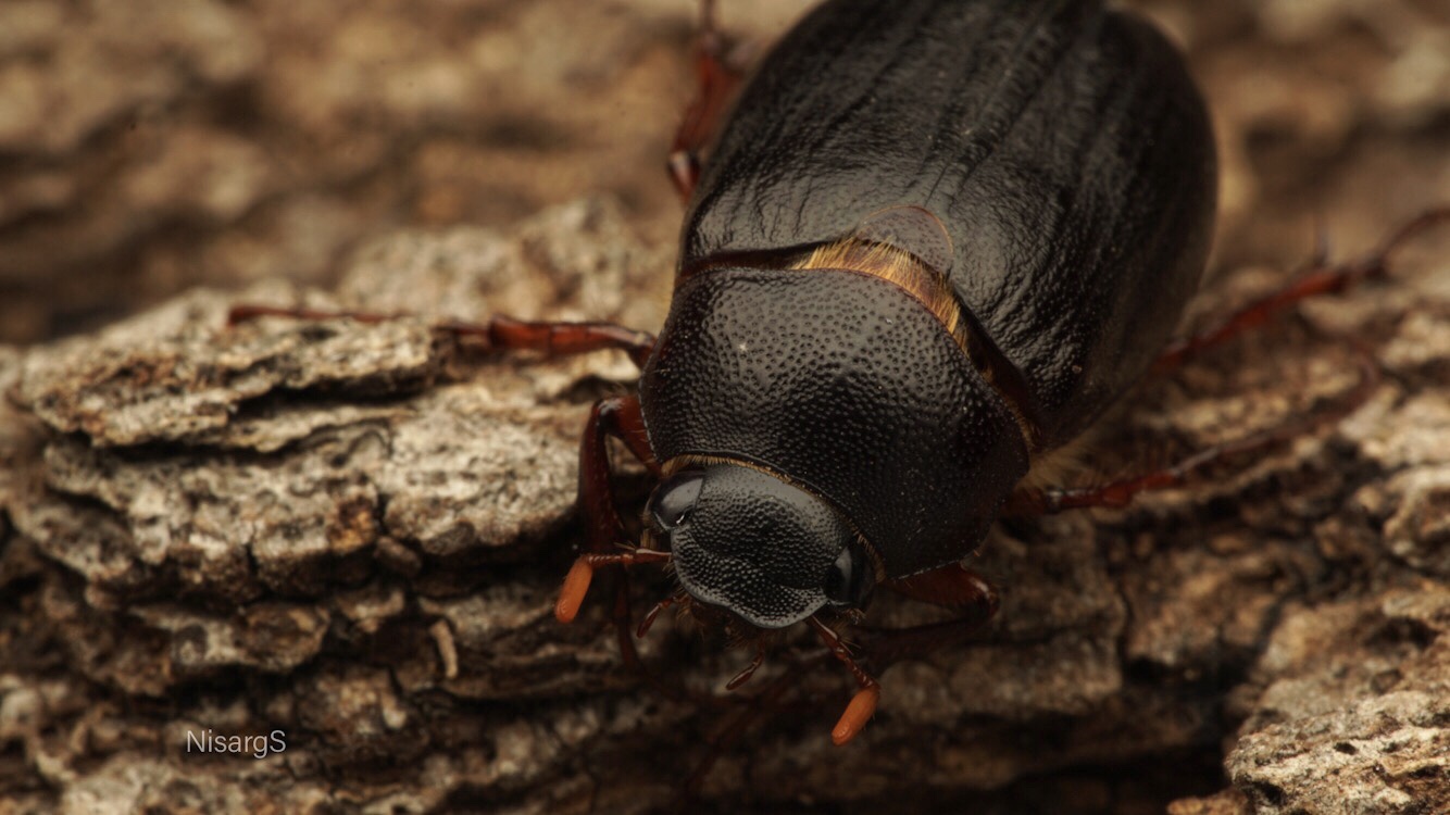 Phyllophaga sp.