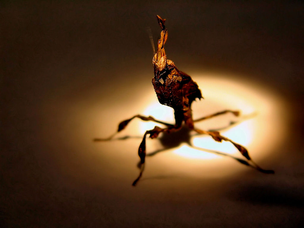Phylocrania paradoxa (Ghost Mantis)