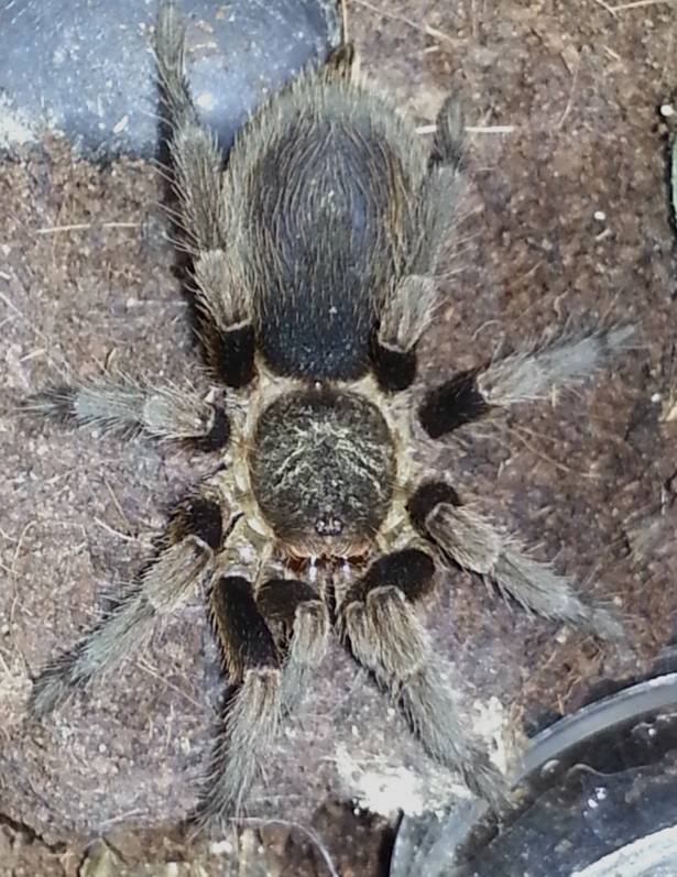 Pichidangui Blue Beauty (Euathlus sp. Blue)