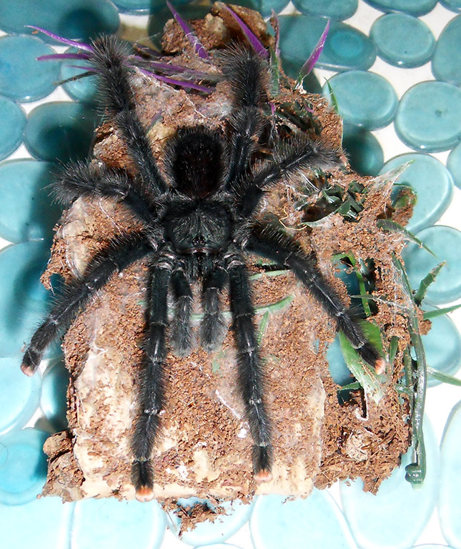 Pider the A. Avic