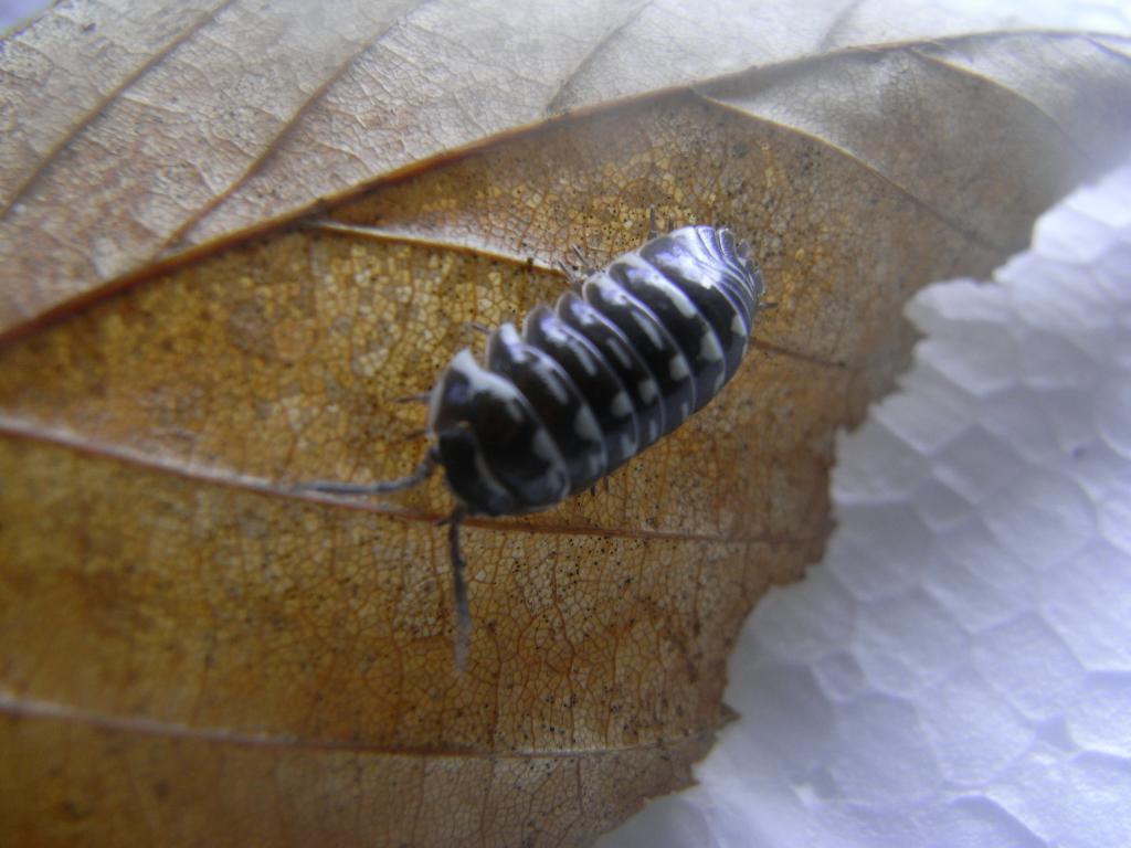 pill bug a.maculatum