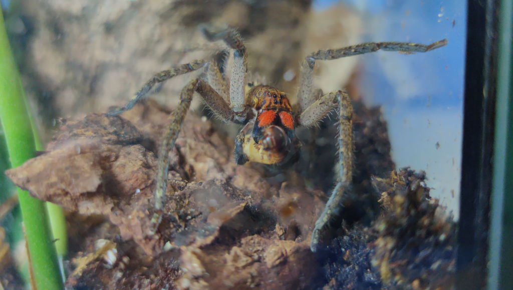 Piloctenus haematostoma