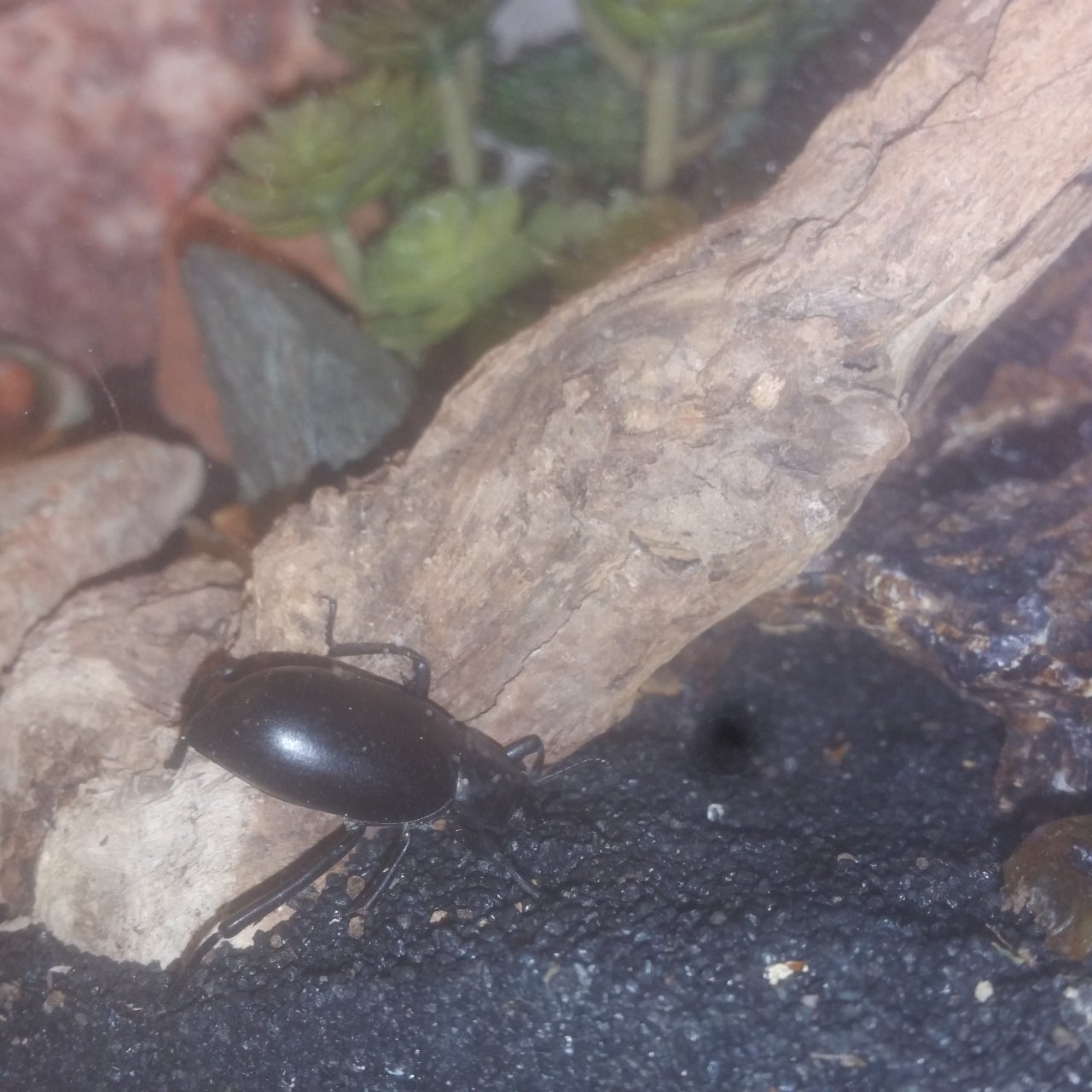 Pincate Beetle Cohabitating with Scorpions