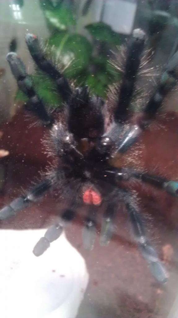 Pink-Toe Post Molt