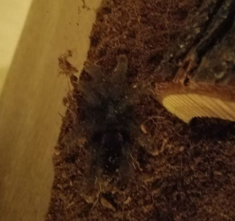 Pink toe tarantula (unknown age and gender)