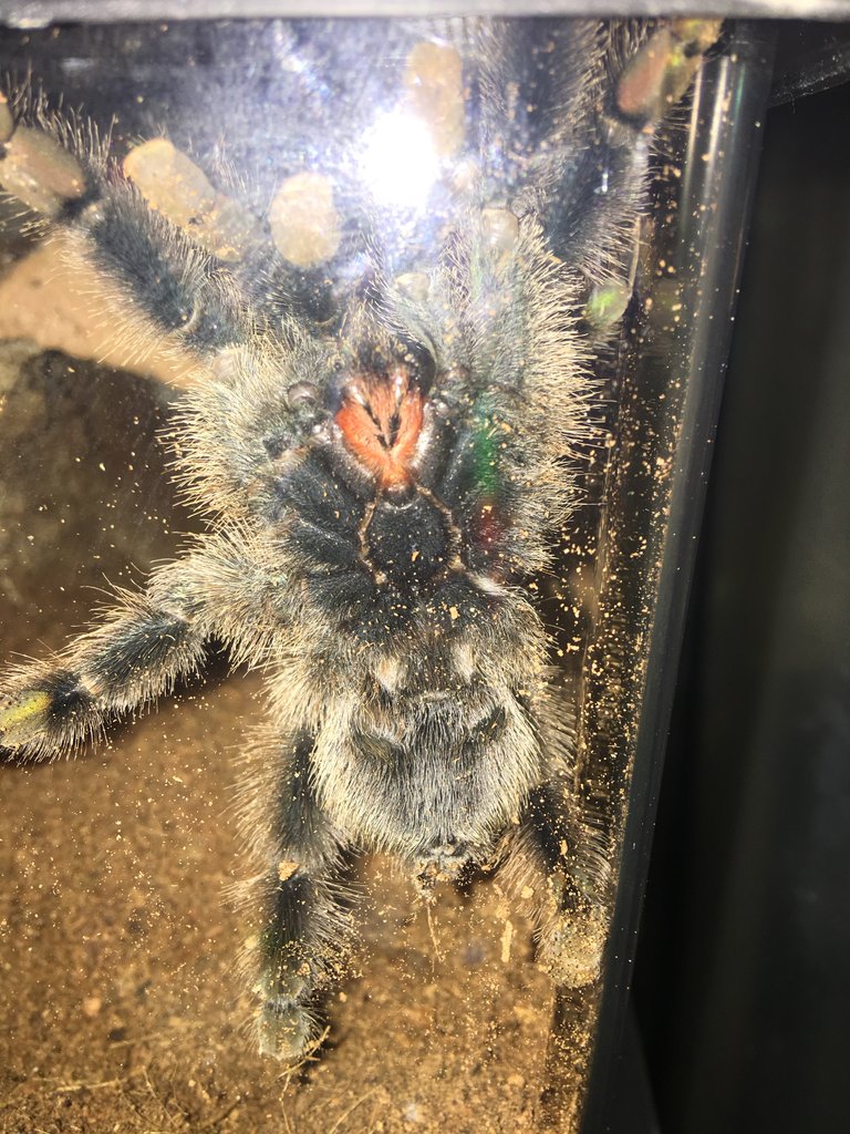 Pink Toed - Male or Female?