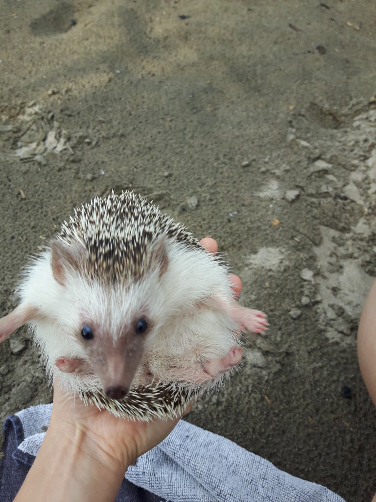 Pippin hating the beach