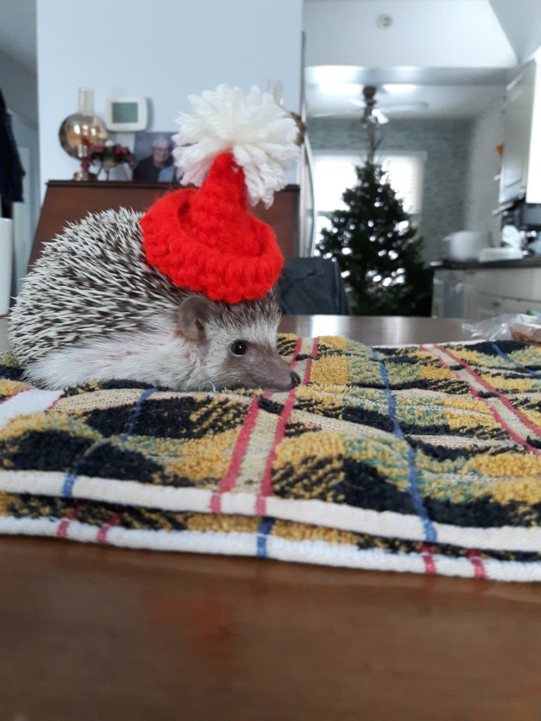 Pippin's first Christmas