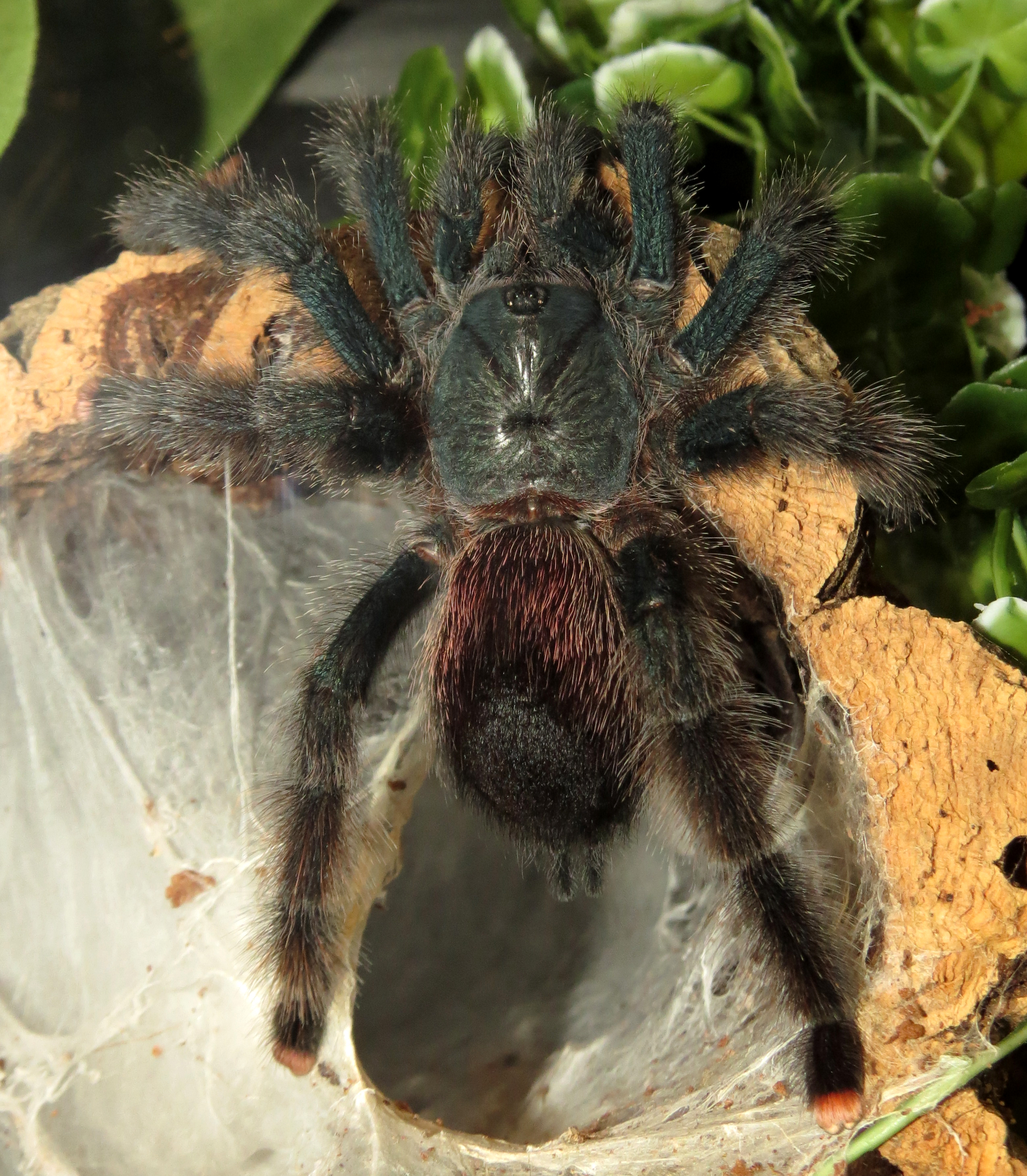 Piqued (♀ Avicularia avicularia 5")