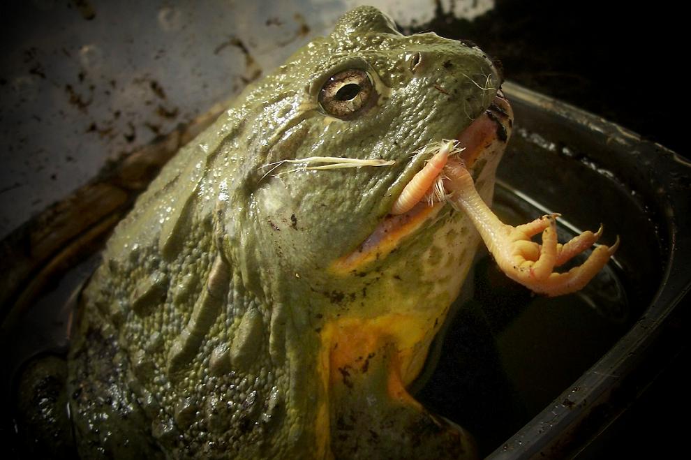 Pixie frog