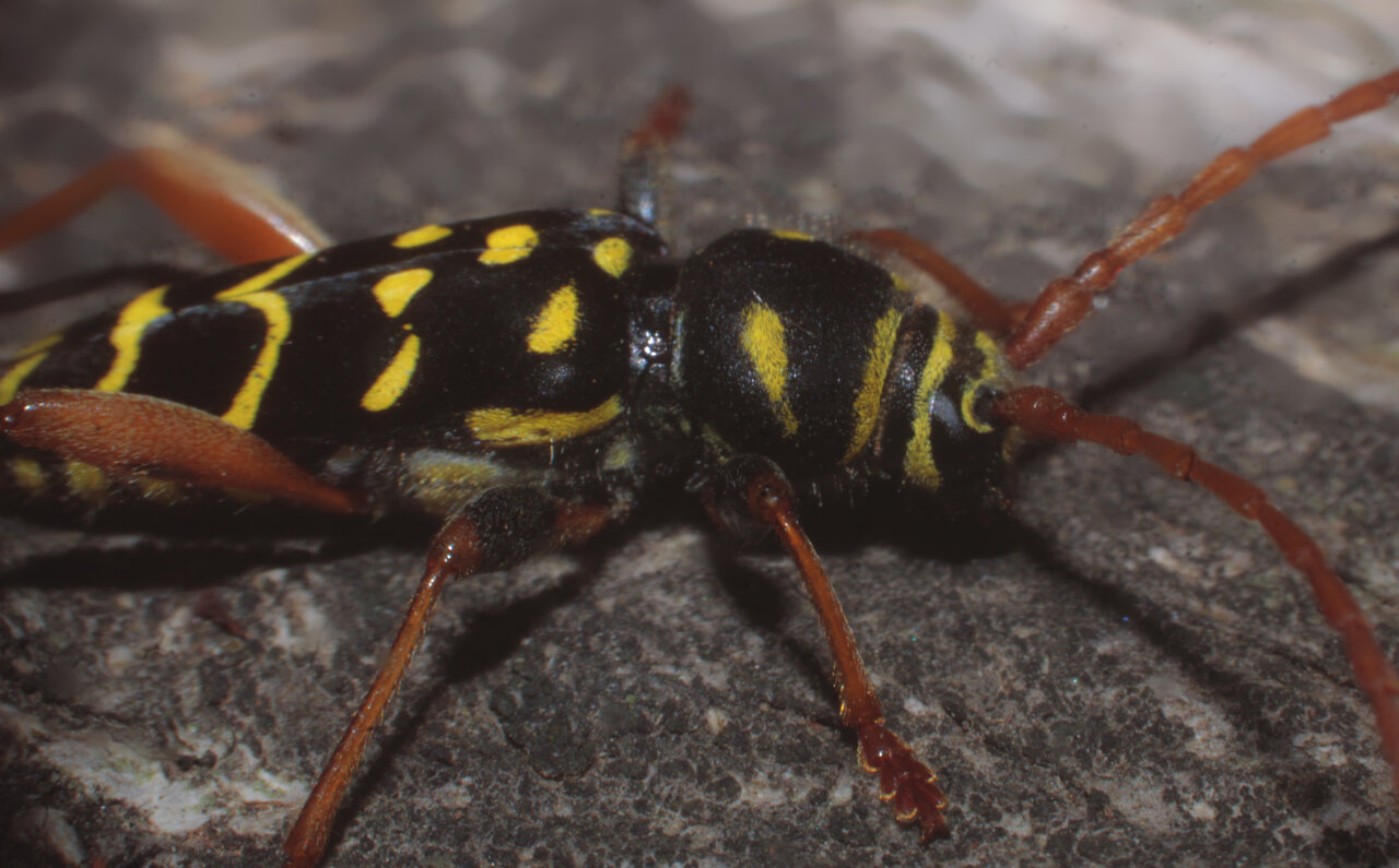 Plagionotus arcuatus - wasp mimic longhorn beetle 1