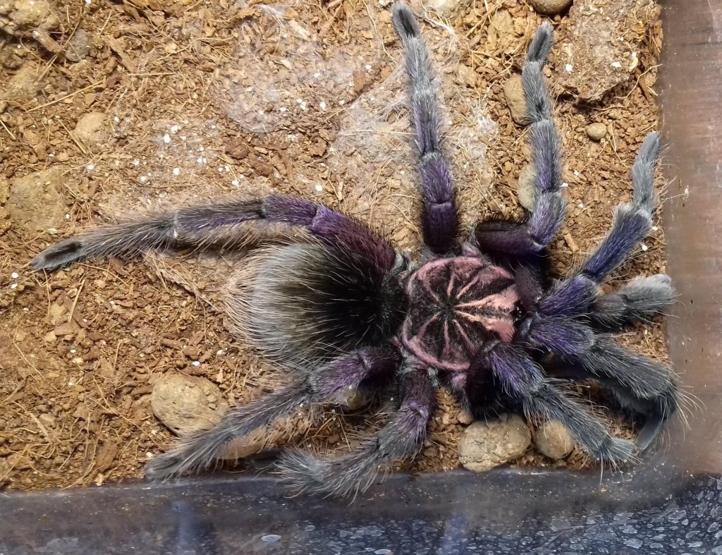 Platyomma, freshly moulted