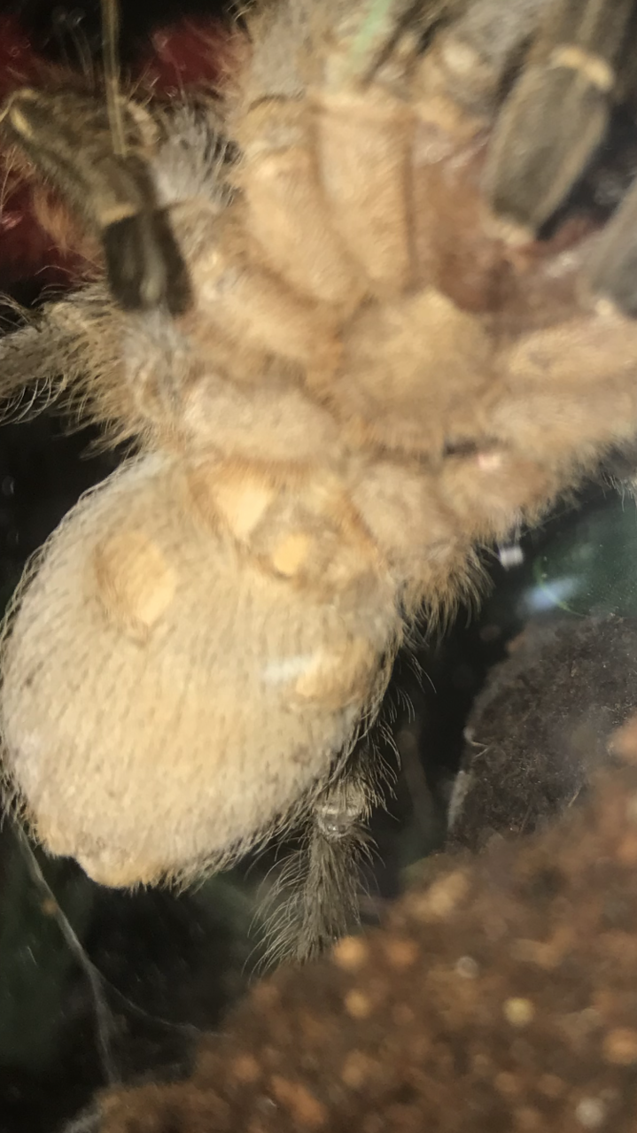 Please be a dude Aphonopelma seemanni