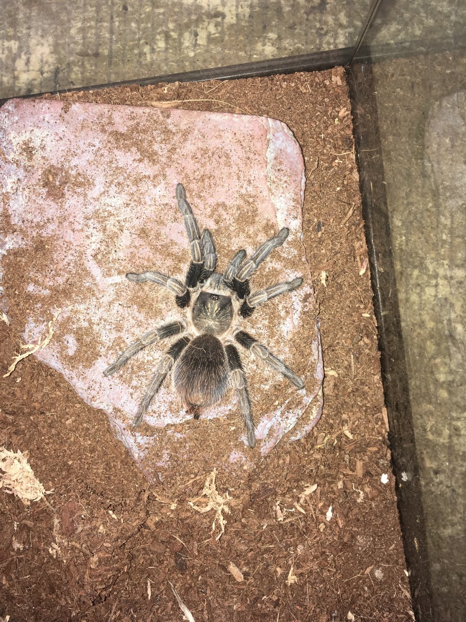 Please help ID pet store spider