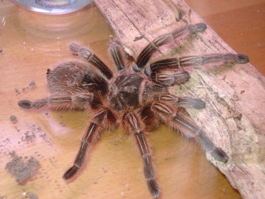 Please Help me ID my spider