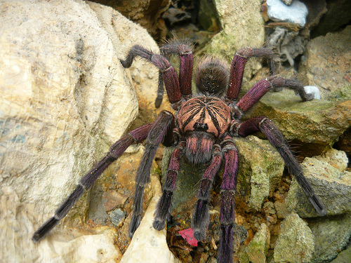 Please help me ID this tarantula