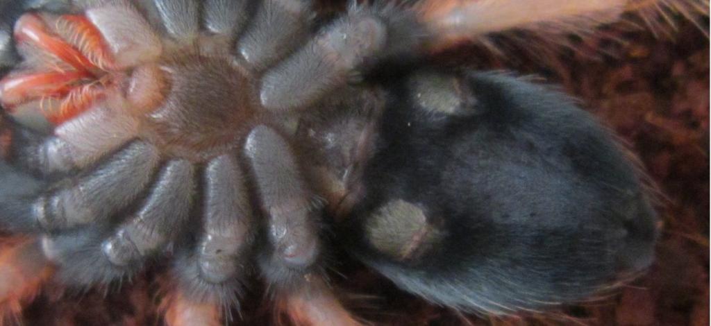 please help me! sex my tarantula