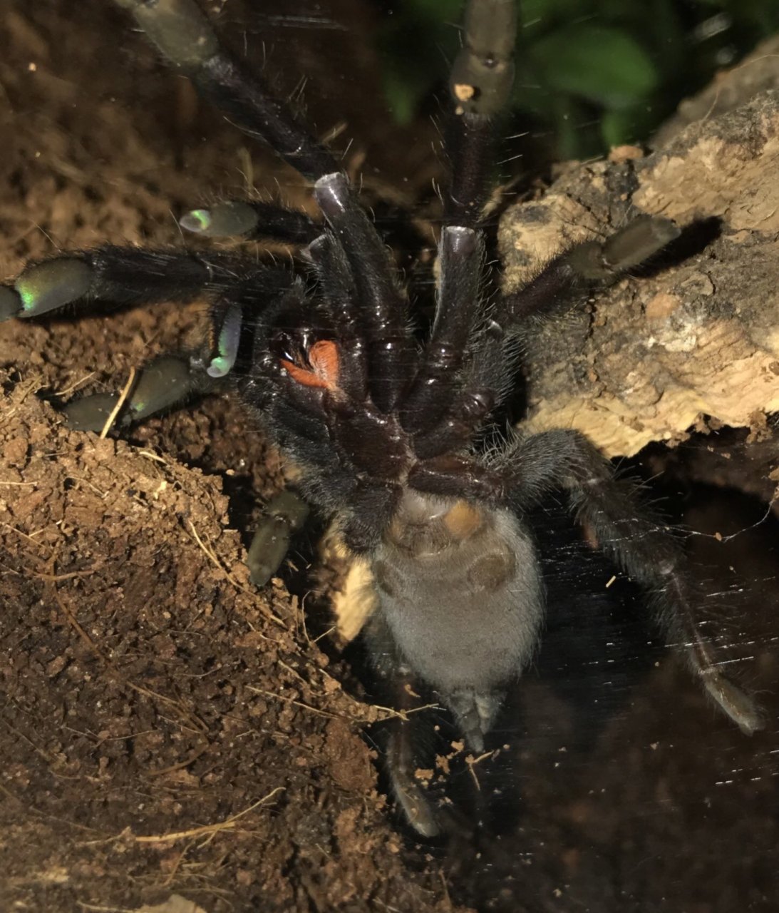 Please help sex my p.irminia!