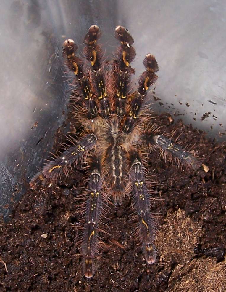 Please Id this Poecilotheria