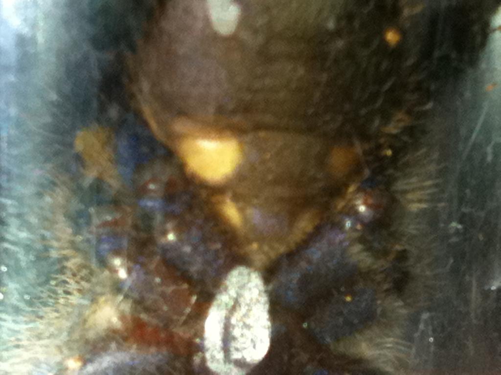 Please Sex.... Male Or Female??? P. Metallica