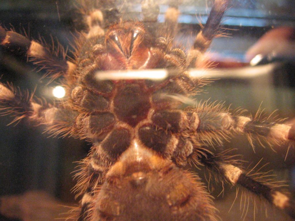 Please sex my a. geniculata (~10cm, 4")