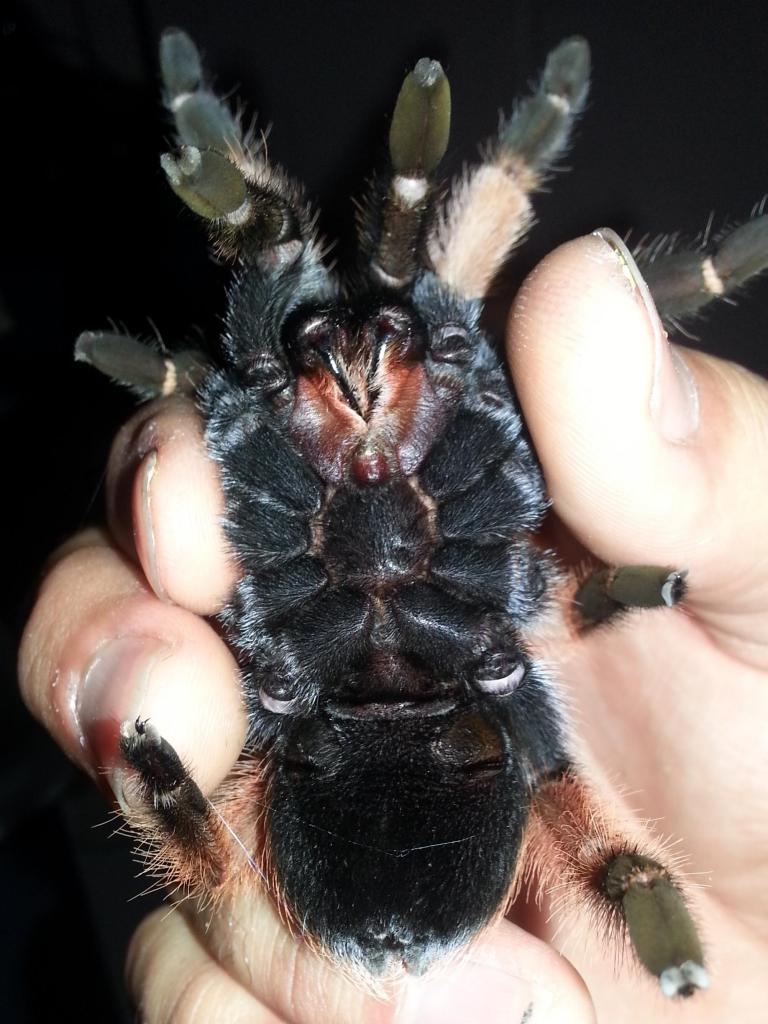 please sex my mexican red leg tarantula